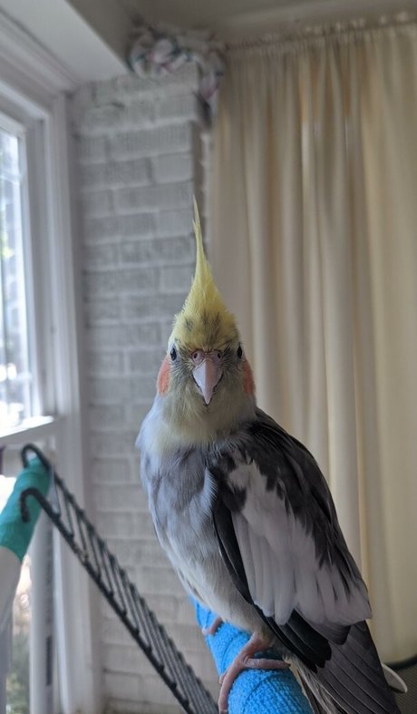 Natalie Minx perfect model pictures