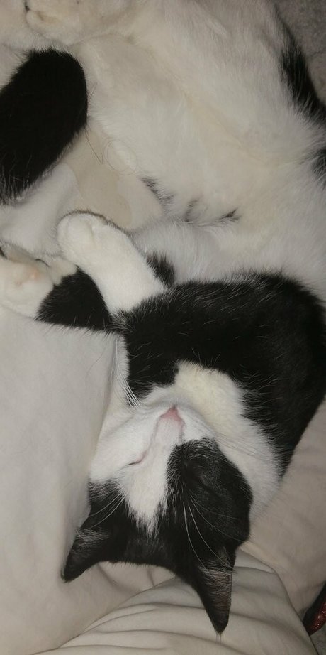 megfish pornstar adult pic