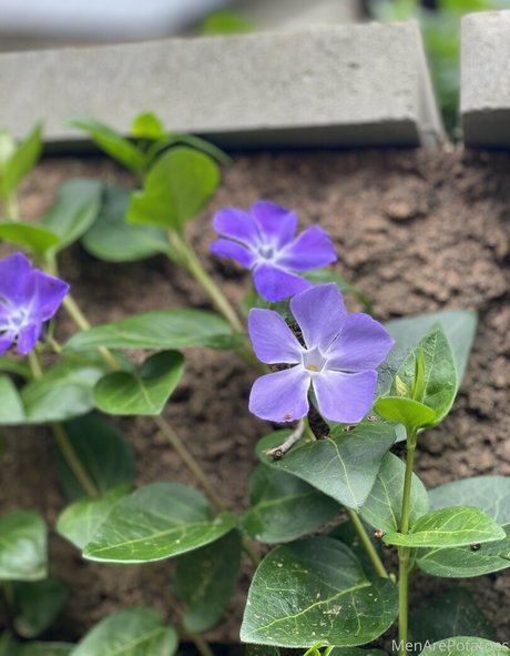 menarepotatoes actress galleries