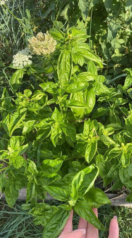 Blondedouce pornstar naked pictures