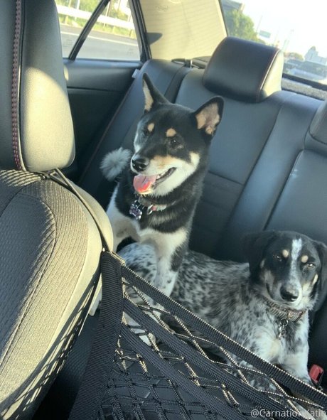 carnationkatie model nudes img