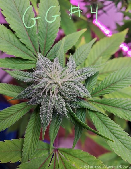 peek a boo u star pornographic image