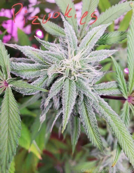 peek a boo u art star pics