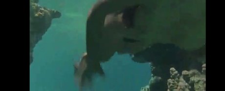 Phoebe Cates porn actress image