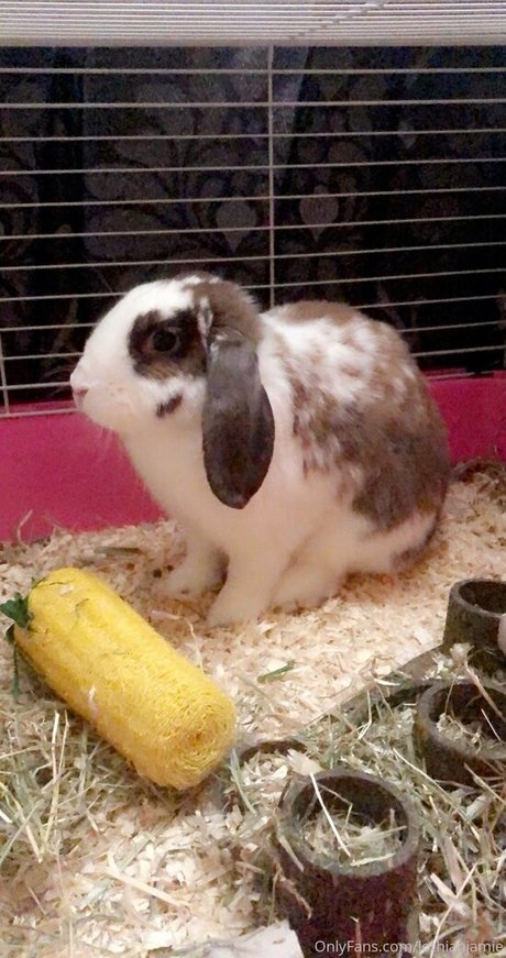 lothianjamie porn star images