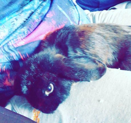 lothianjamie model top pic