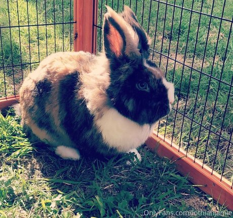 lothianjamie exclusive pornstar image