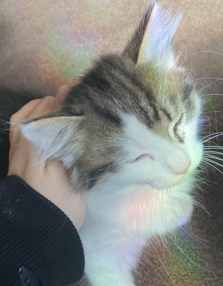 rubyskyes2 0 model free pictures