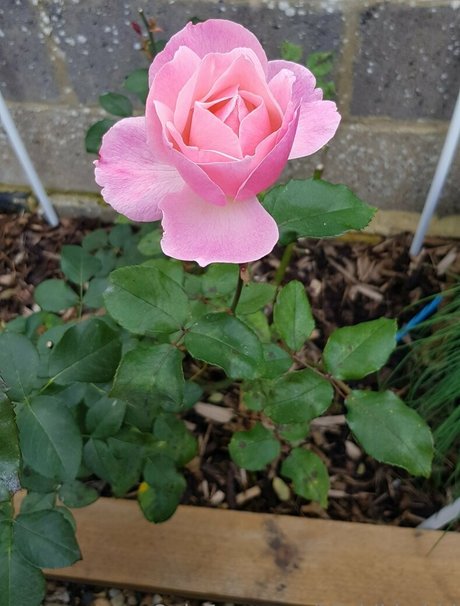 hijabibhabhi model images