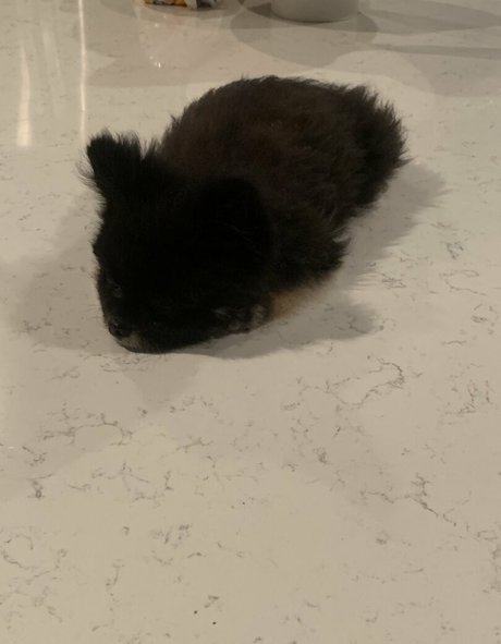 scout actress galleries