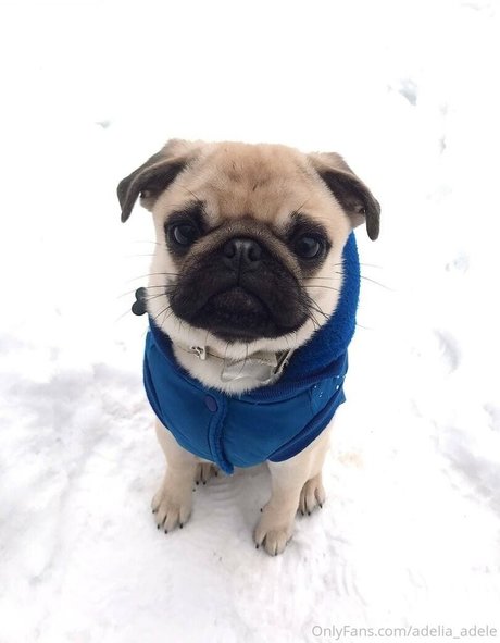 adelia adele pornstar exclusive images