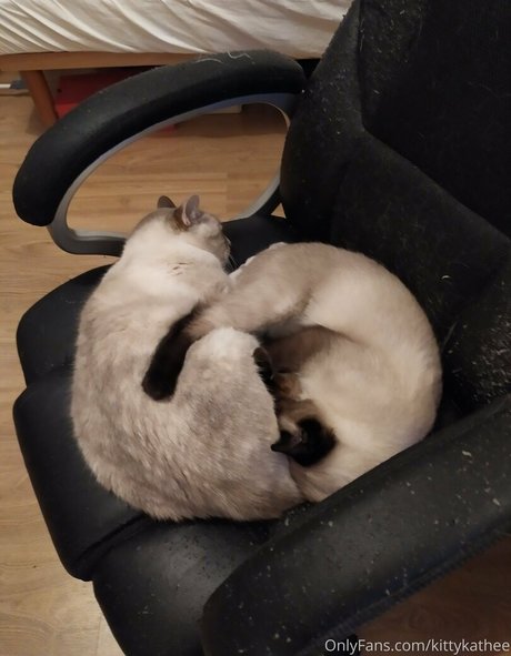 kittykathee nude model pic