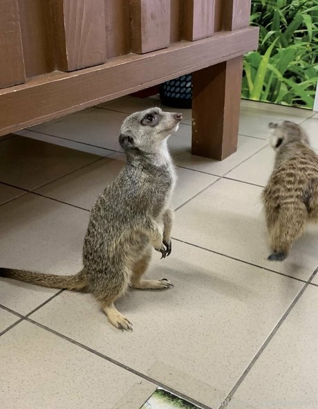 lilu666m perfect pornstar photos