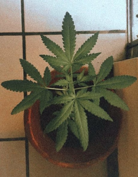 shemale creampie onlyfans free xxx img