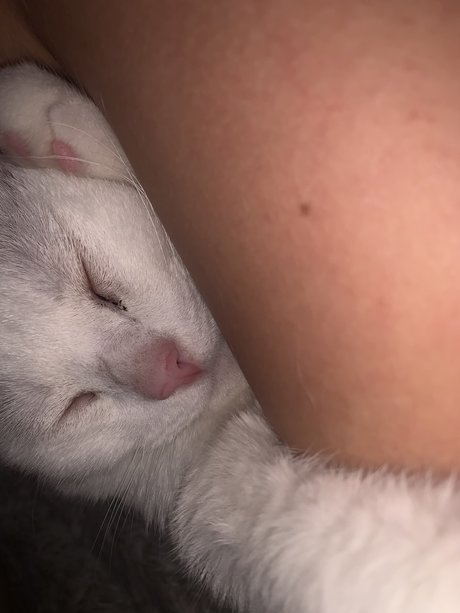 Gbby pornstar erotic picture