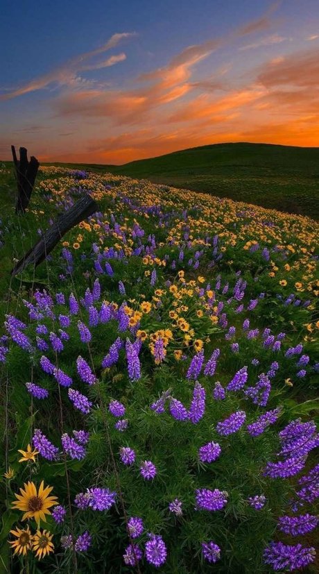 Ari Berry_ best pornstar gallery