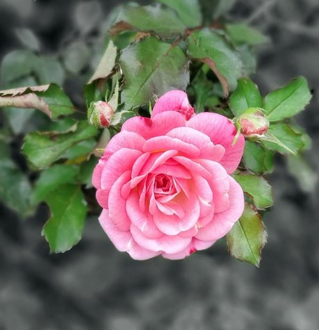 CurvyLifter pornographic model picture