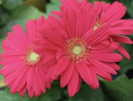 Paige Marks pornstar xxx images