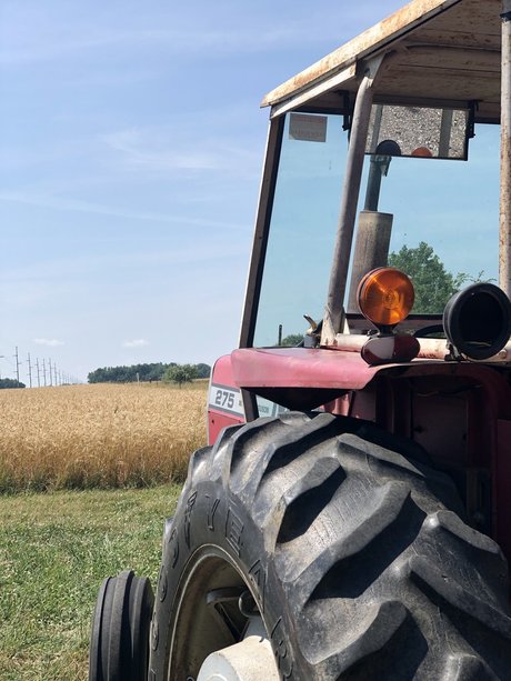 Dmich model free img