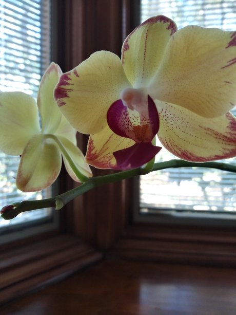 Deedee Darkness pornstar high quality images