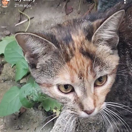 Save The Kitty_ hd star pic