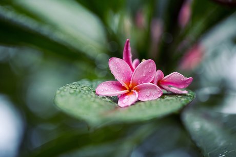 Zippy Lomax pornographic model pics