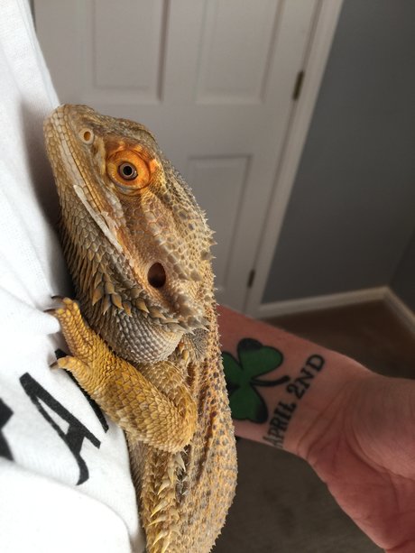 Hardiner q nice star picture