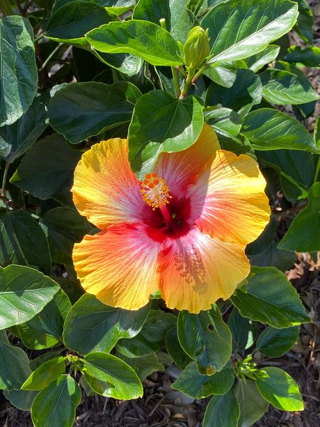 lil belle perfect actress galleries