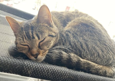 clara dee porn star img