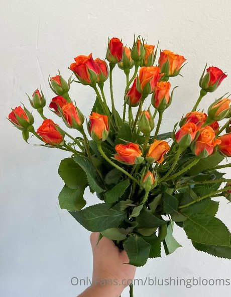 blushingblooms perfect pornstar pics