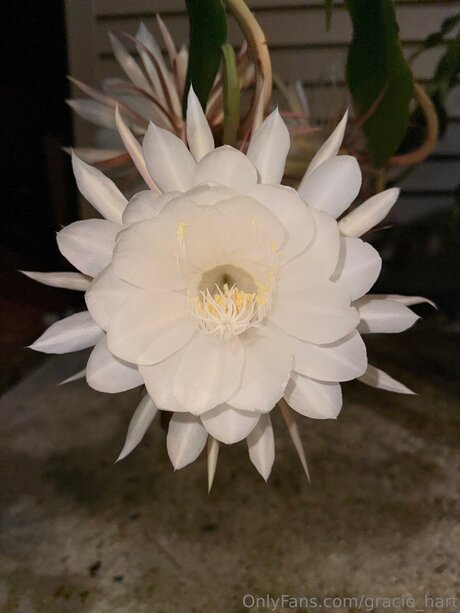 model onlyfans free sexy photo