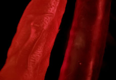 pattaya ladyboy onlyfans pretty image