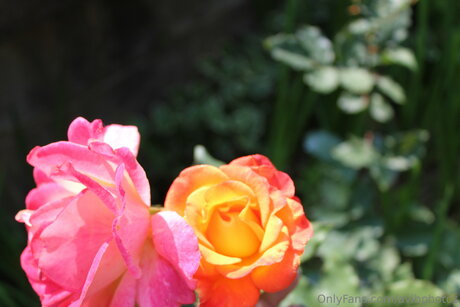 Avibphotos nice model archive