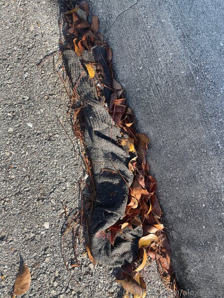 Alexacelia star free picture