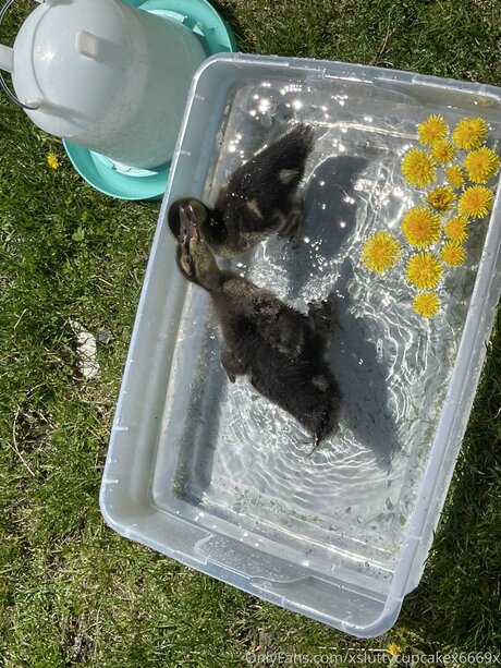 Xsluttycupcakex6669x nice pornstar img