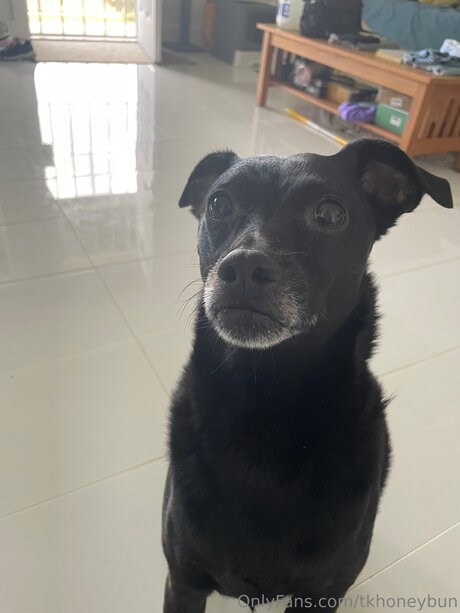 Tkhoneybun pornstar nudes photos