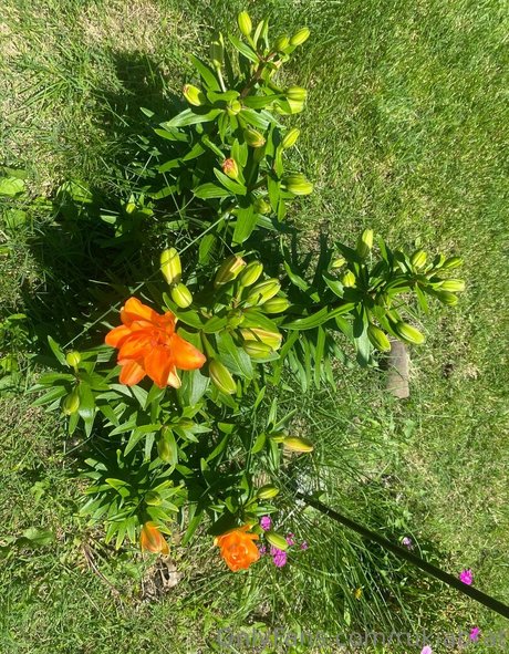 amateur wife onlyfans porn photo