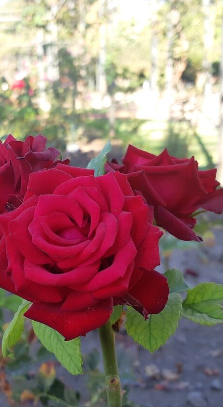 Sponge Scuare pretty actress photo