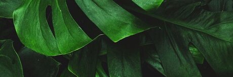 Mr J art actress img