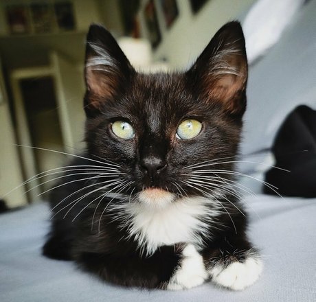 fosterkittendad hot star photo