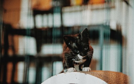 fosterkittendad model beautiful img