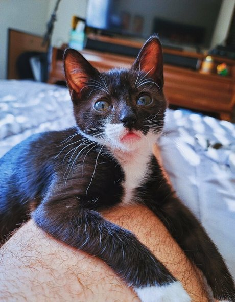 fosterkittendad pretty model archive