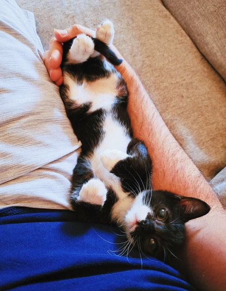 fosterkittendad star pretty archive