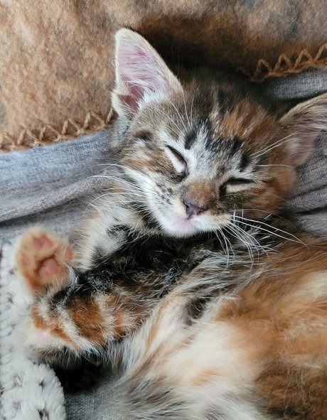 fosterkittendad free actress photos