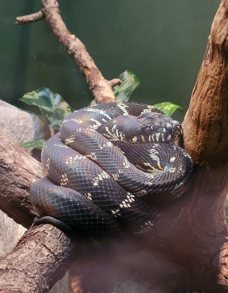 black tranny onlyfans hd pic