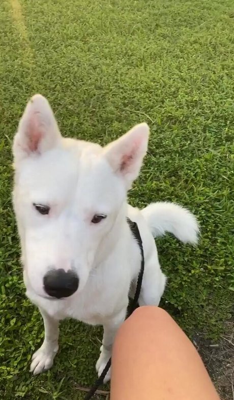 Lily Kawaii art pornstar images