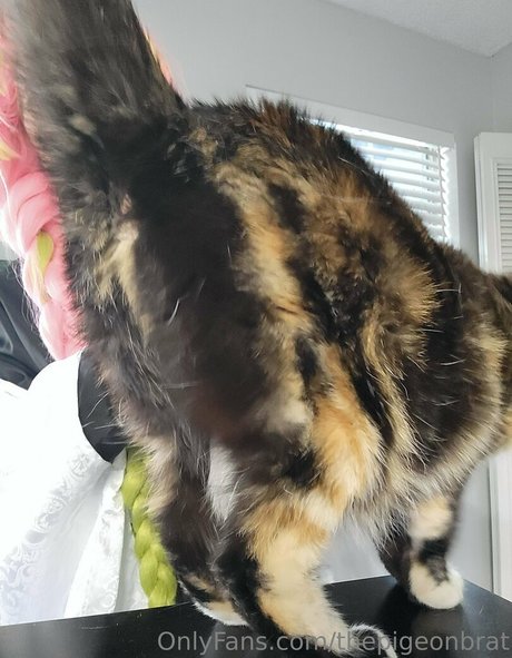 thepigeonbrat adult model images