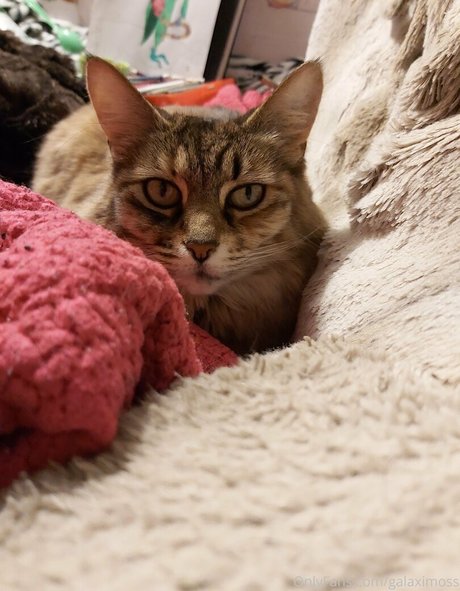 galaximoss art actress pictures