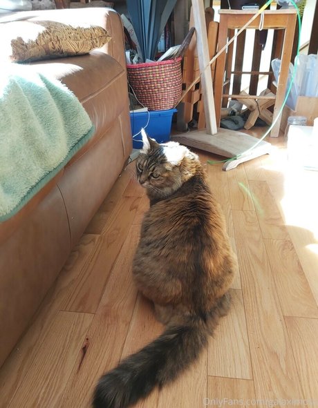 galaximoss pornstar pretty archive