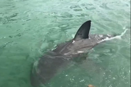 jimnewmannyc free pornstar img